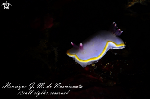 A Felimida purpurea | Nudi