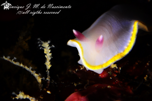 A Felimida purpurea | Nudi