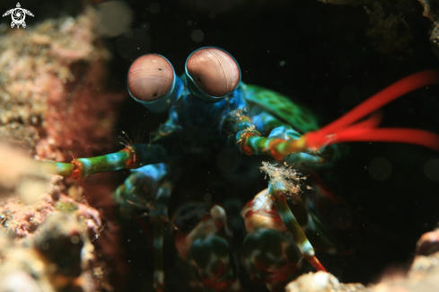 A Odontodactylus scyllarus | Mantis Shrimp