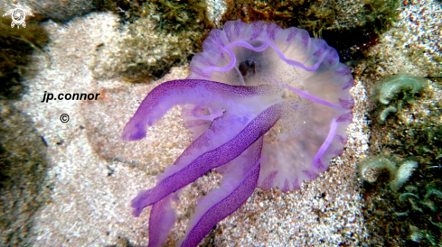 A Pelagia noctiluca | Méduse Pélagique