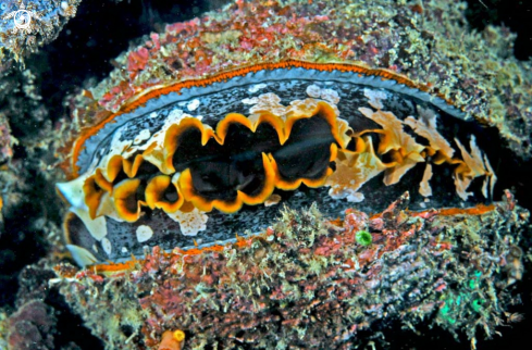 A Thorny oyster