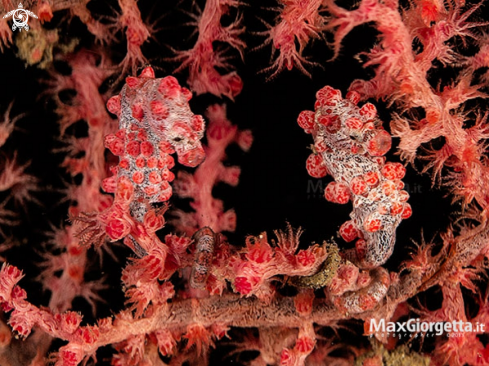 A Pigmy Sea horse Bargibanti