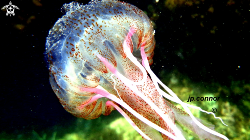 A Pelagia noctiluca | Méduse Pélagique