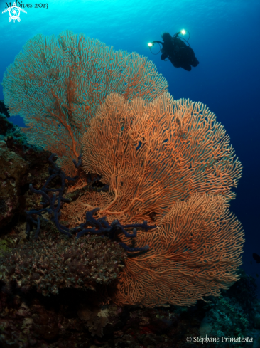 A Gorgonian fan