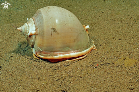 A shell