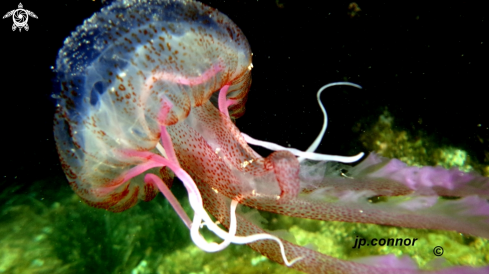 A Pelagia noctiluca | Méduse Pélagique