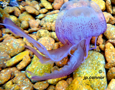 A Pelagia noctiluca | Méduse Pélagique