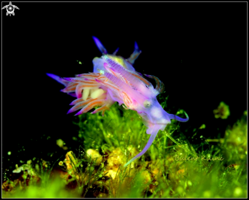 A Nudi