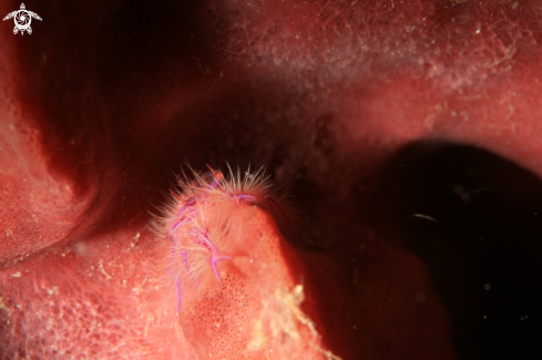 A Barrel Sponge Squat Lobster