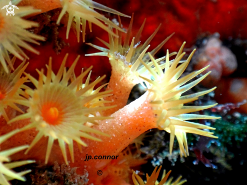 A Parazoanthus axinellae | Anémone encroûtante jaune