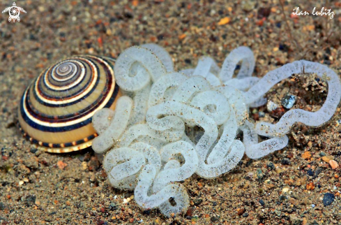 A sundial shell with eggs