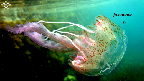 A Pelagia noctiluca | Méduse Pélagique