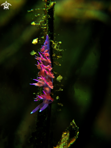 A Flabellina affinis | Flabellina