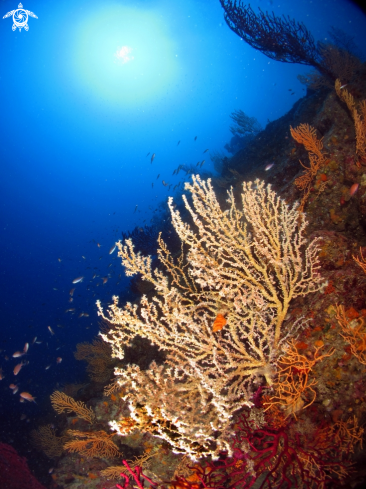 A False black coral