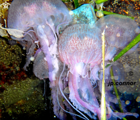 A Pelagia noctiluca | Méduse Pélagique