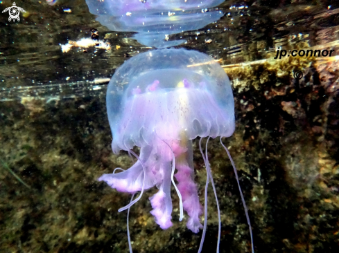 A Pelagia noctiluca | Méduse Pélagique