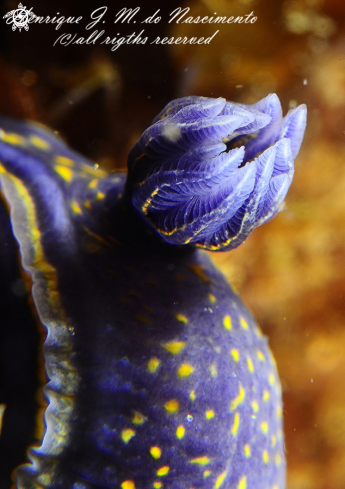 A Nudi