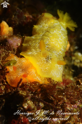 A Doriopsilla areolata | Nudi