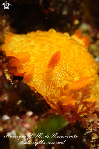 A Doriopsilla areolata | Nudi