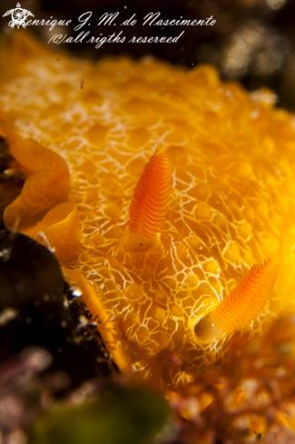 A Doriopsilla areolata | Nudi