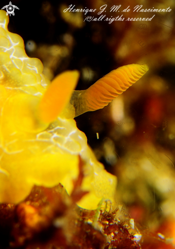 A Doriopsilla areolata | Nudi