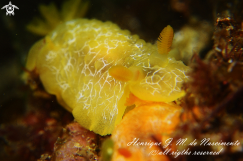 A Doriopsilla areolata | Nudi