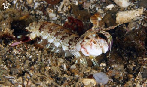 A underwater creature