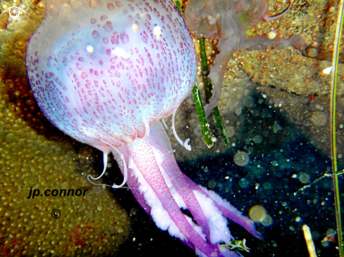 A Pelagia noctiluca | Méduse Pélagique