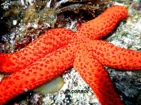 A Etoile de mer rouge