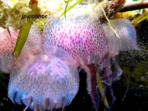 A Pelagia noctiluca | Méduse Pélagique