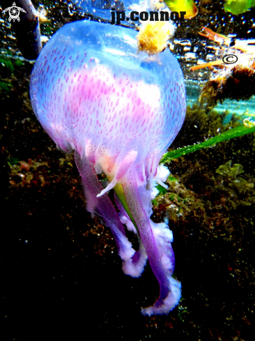 A Pelagia noctiluca | Méduse Pélagique