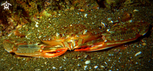 A crostacei