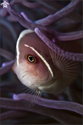 A skunk clownfish