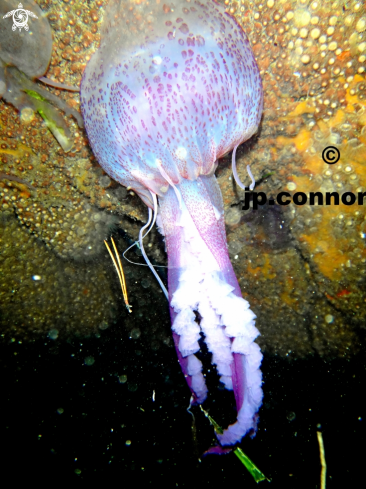 A Pelagia noctiluca | Méduse Pélagique