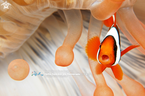 A Clown Anemonefish