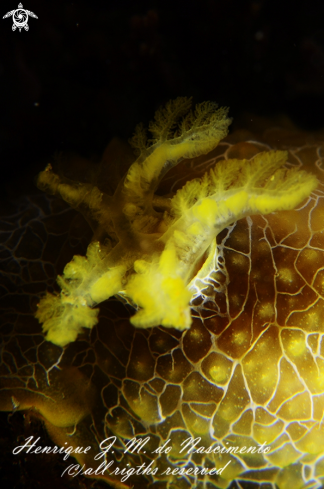 A Doriopsilla areolata | Nudi