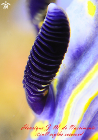 A Nudi