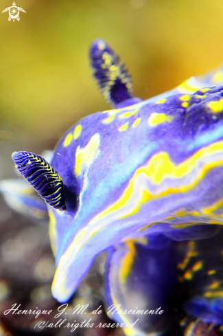 A Nudi