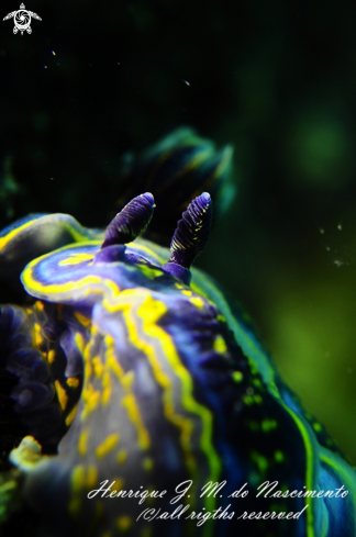 A Nudi