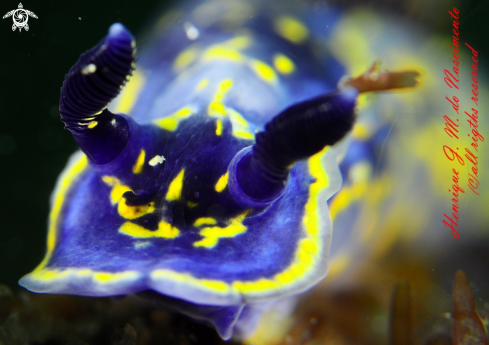 A Nudi