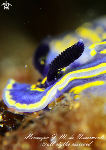 A Nudi