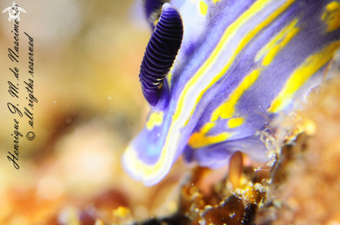 A Felimare cantabrica | Nudi