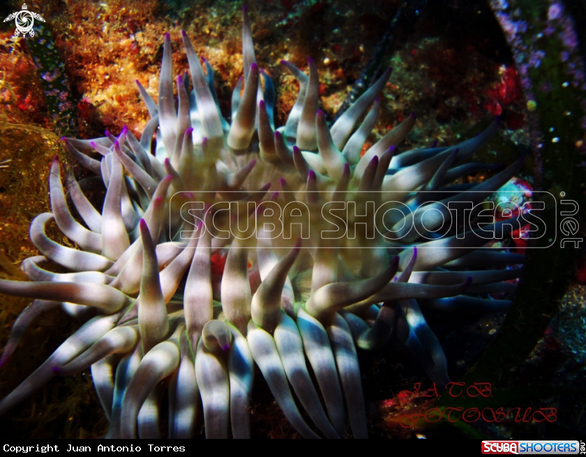 A Fat anemone