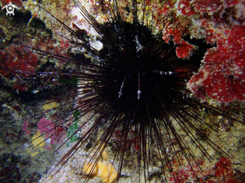 A Centrostephanus longispinus | urchin Diadema