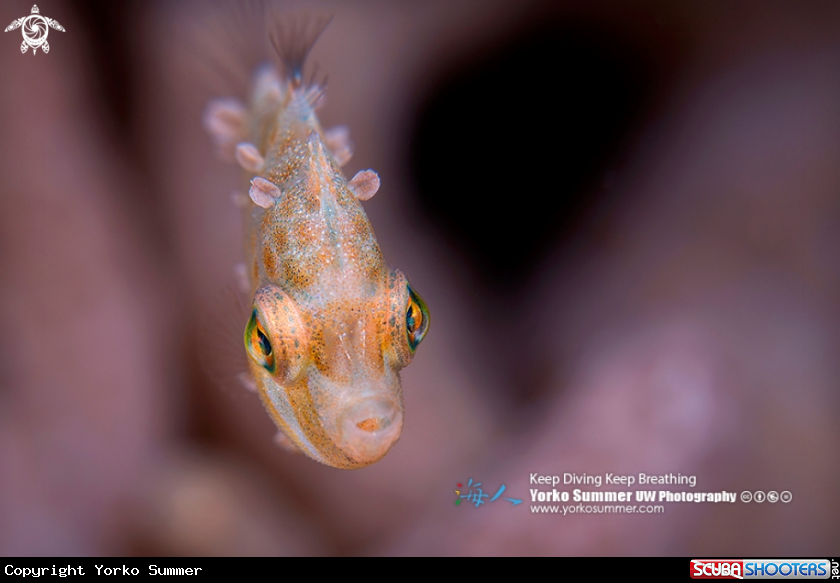 A Filefish Juvenile
