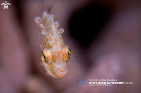 A Rudarius ercodes | Filefish Juvenile