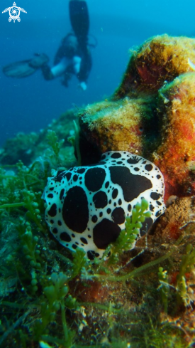 A Leopard Slug