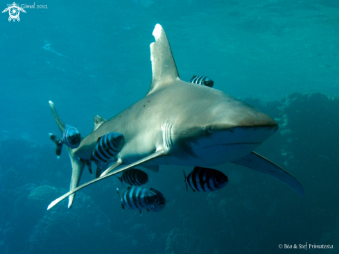 A Carcharhinus longimanus | Oceanic shark