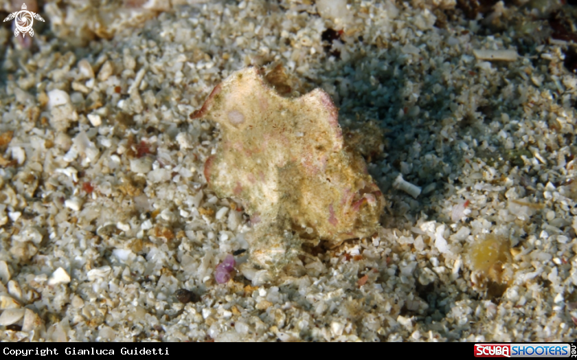 A underwater creature A underwater creature