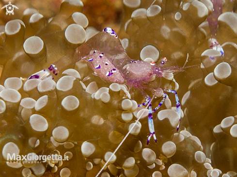 A Anemone shrimp | Anemone shrimp